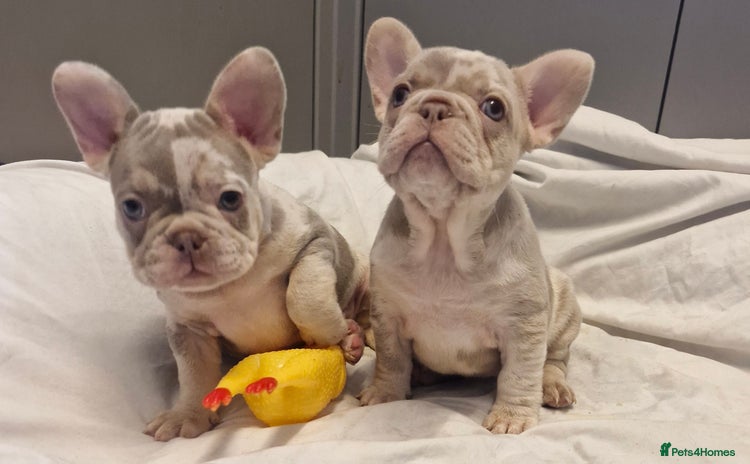 French Bulldog dogs - Advert 1