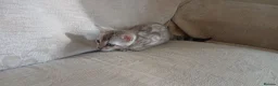 Bengal cats for sale: Family raised TICA Bengal kittens - Advert 14