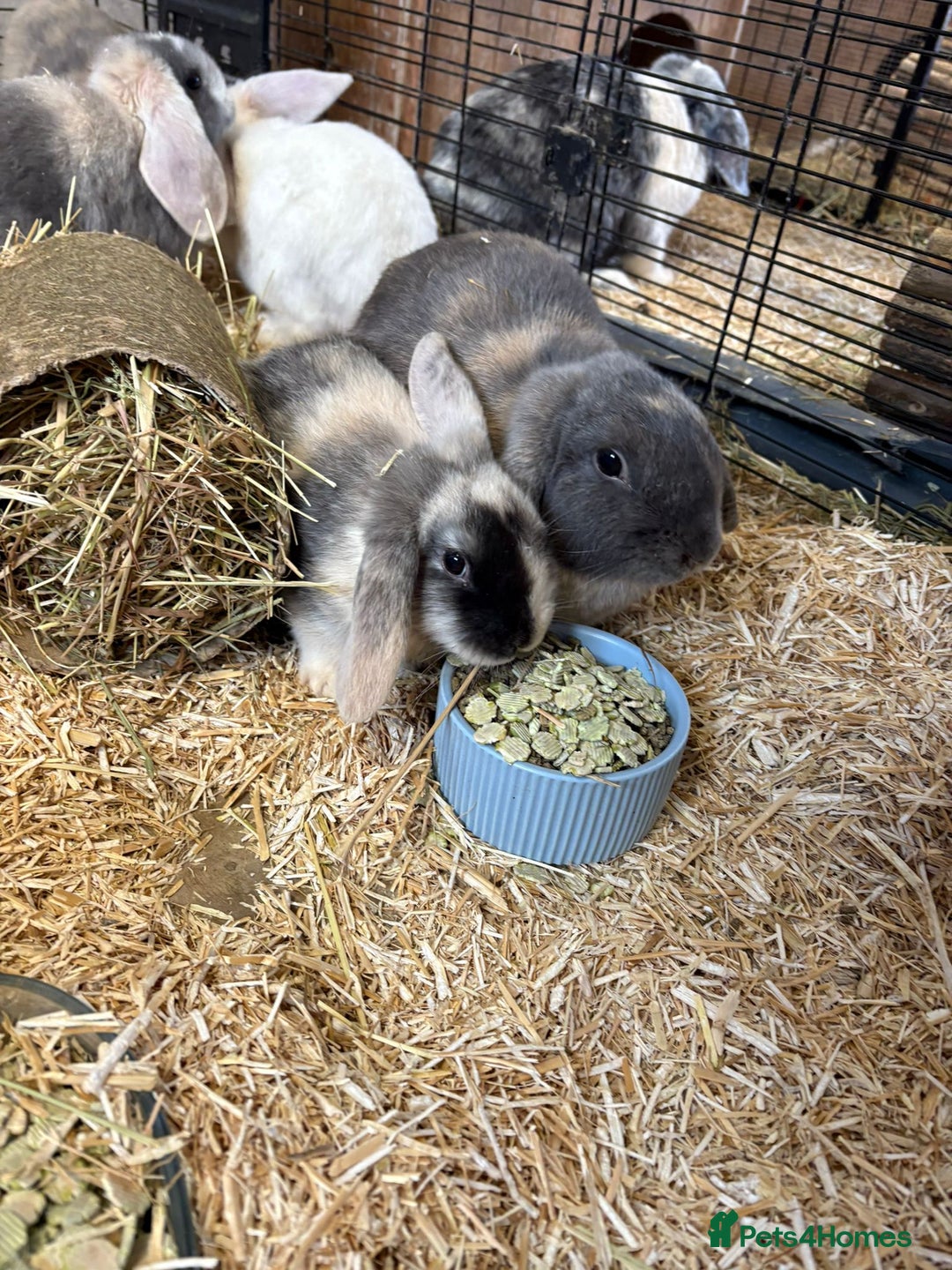 Mini Lop rabbits for sale: 🐰 Beautiful Mini Lop Ear Rabbits Available🐰 - Advert 2