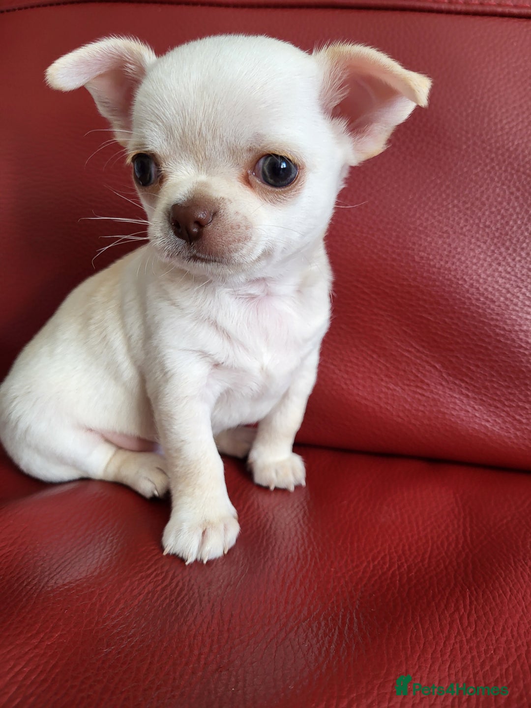 Chihuahua dogs for sale: Male chihuahua  - Image 2