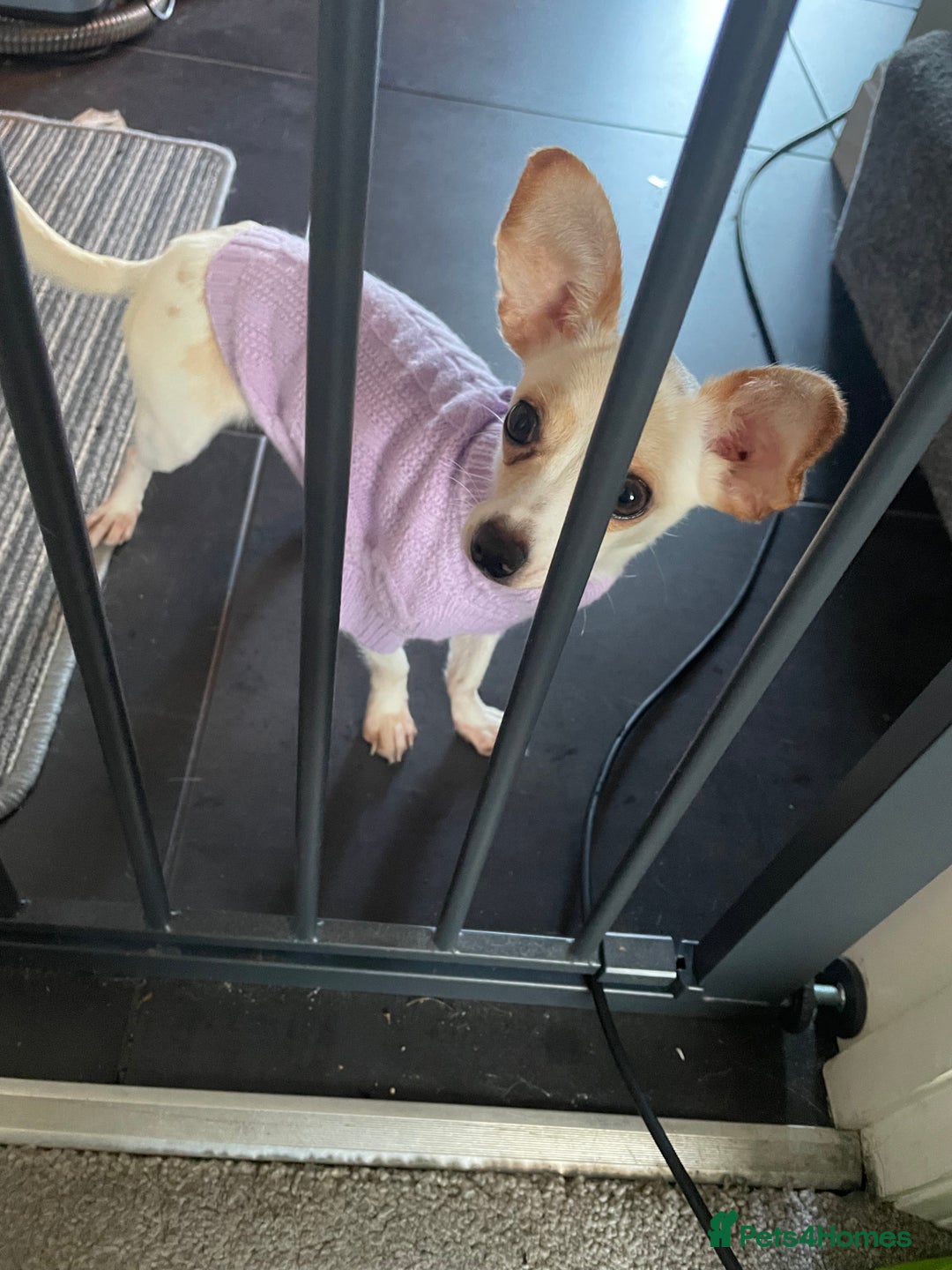 Chiweenie dogs for sale: Beautiful girl  - Advert 2