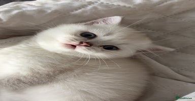 Scottish Fold cats - Advert 13