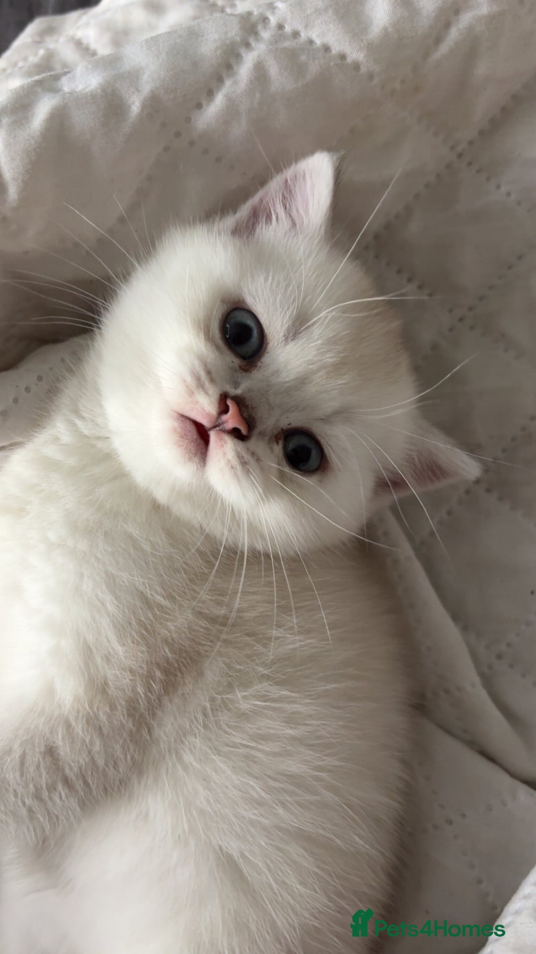 Scottish Fold cats for sale: Scottish Straight  - Image 3
