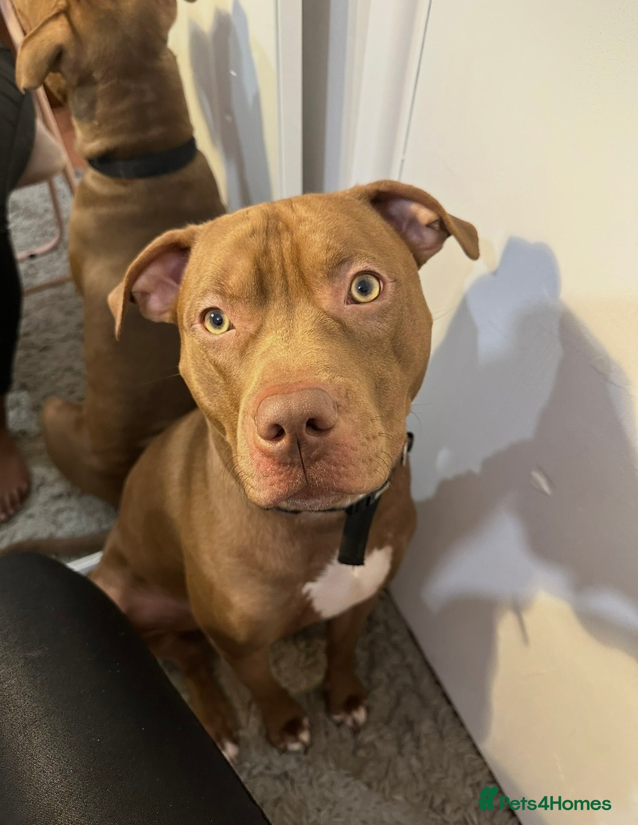 Mixed Breed dogs STAFFORDSHIRE X AMERICAN BULLY DOG 3YO URGENT - Advert 15