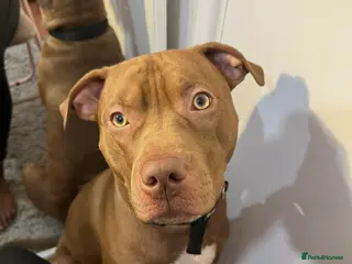 Mixed Breed dogs STAFFORDSHIRE X AMERICAN BULLY DOG 3YO URGENT - Advert 10