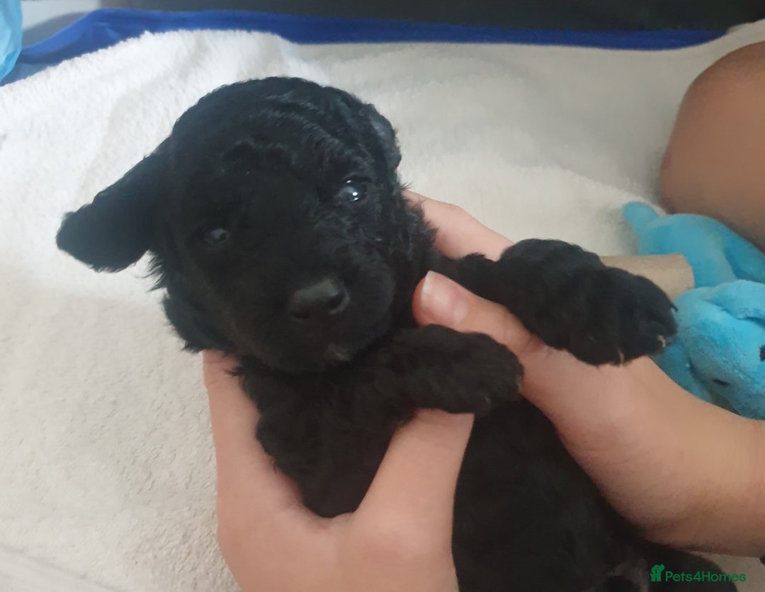 Jackapoo dogs for sale: Jackapoo x Asian toy poodle F1B - Image 5
