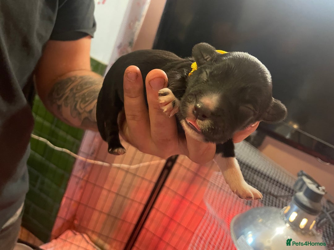 Mixed Breed dogs for sale: Cocker Collie puppies  - Image 10