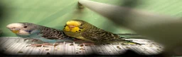 Budgerigars birds for sale: Budgies for Sale, all in good health  - Advert 2