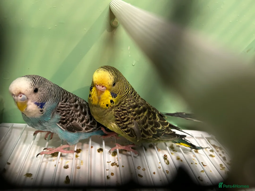 Budgerigars birds for sale: Budgies for Sale, all in good health  - Advert 2