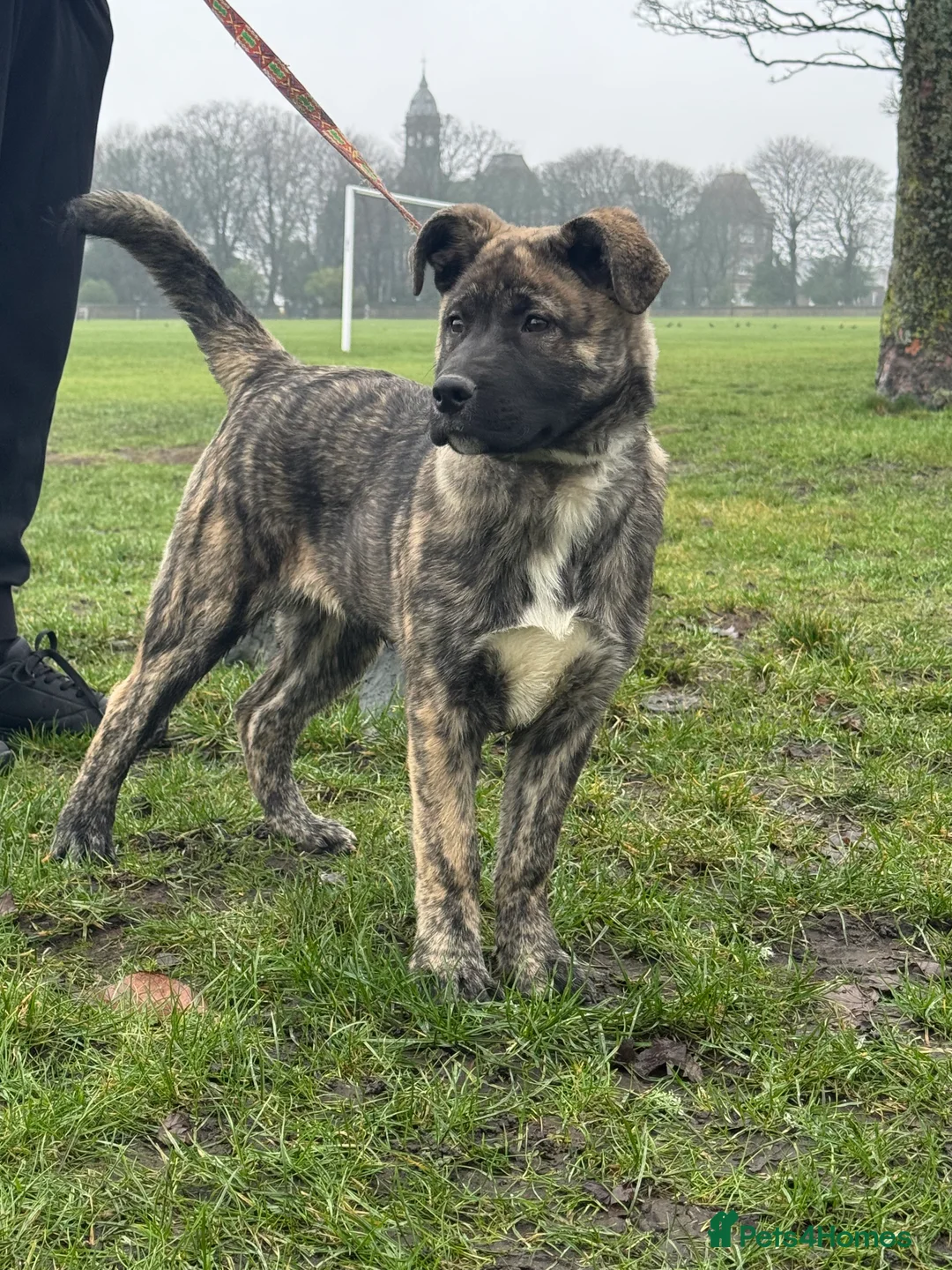 Mixed Breed dogs for sale: Beautiful Female Puppy (Presa Canario x Akita) - Advert 5