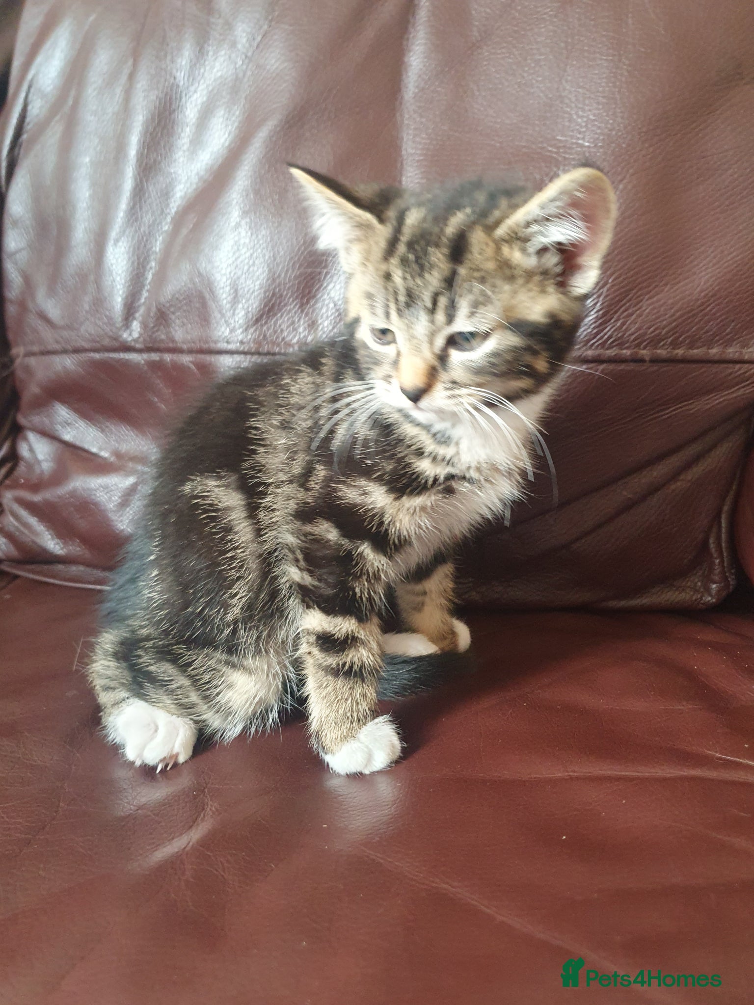 Mixed Breed cats for sale: Beautiful Mix Breed - Advert 6