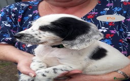 Sprocker dogs for sale: Sprockers 3/4 Cocker spaniel puppies for sale - Image 13