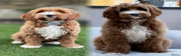 Australian Labradoodle dogs for sale: WAITING LIST Australian Labradoodles - RED & TUX  - Advert 35