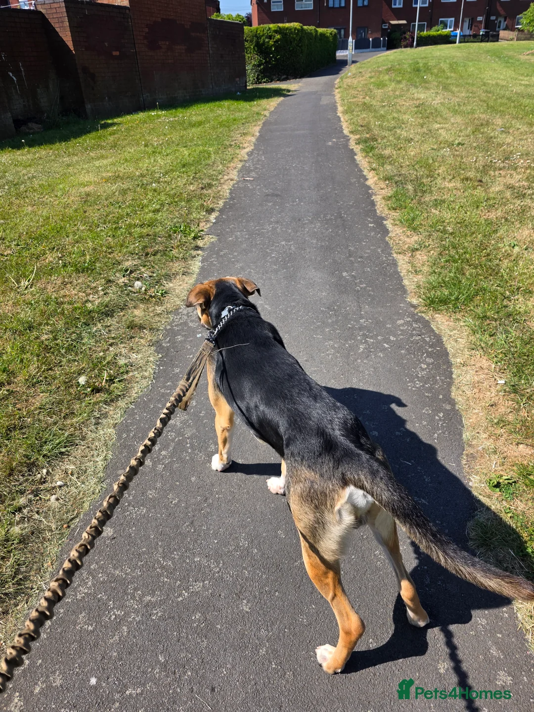 Mixed Breed dogs for sale: Huntway cross - Advert 15