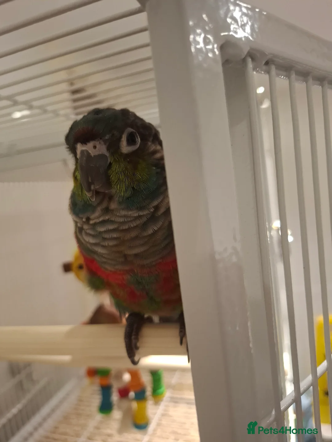 Conures birds for sale: Crimson Bellied Conure - Advert 2