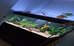 Other/Mixed Breed fish for sale: Aqua one 400 full set up plus more  - Image 3
