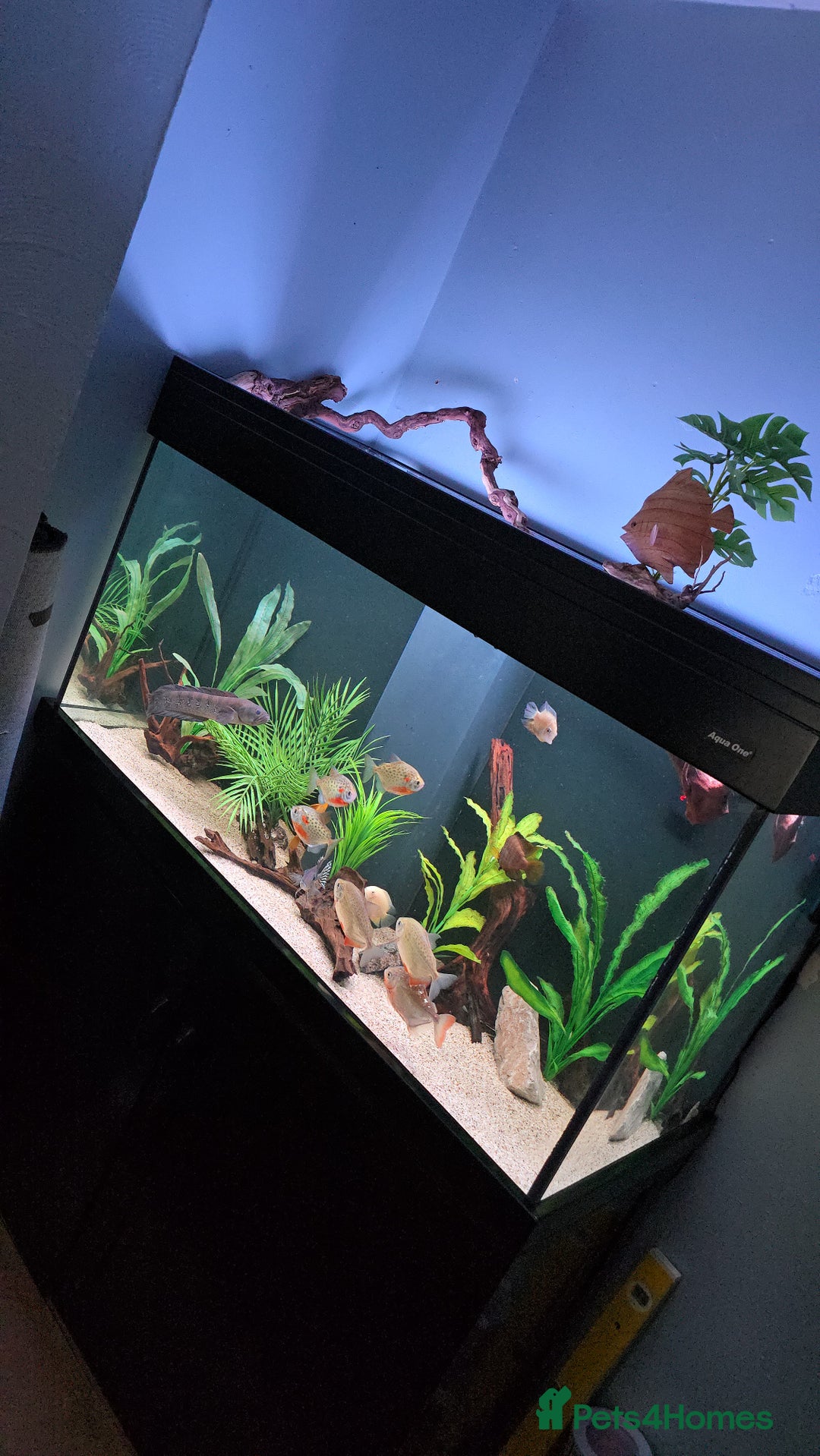 Other/Mixed Breed fish for sale: Aqua one 400 full set up plus more  - Image 3