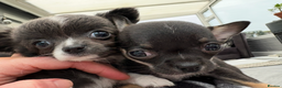 Chihuahua dogs for sale: Stunning Chihuahua Puppies (Must be sold together) - Advert 3