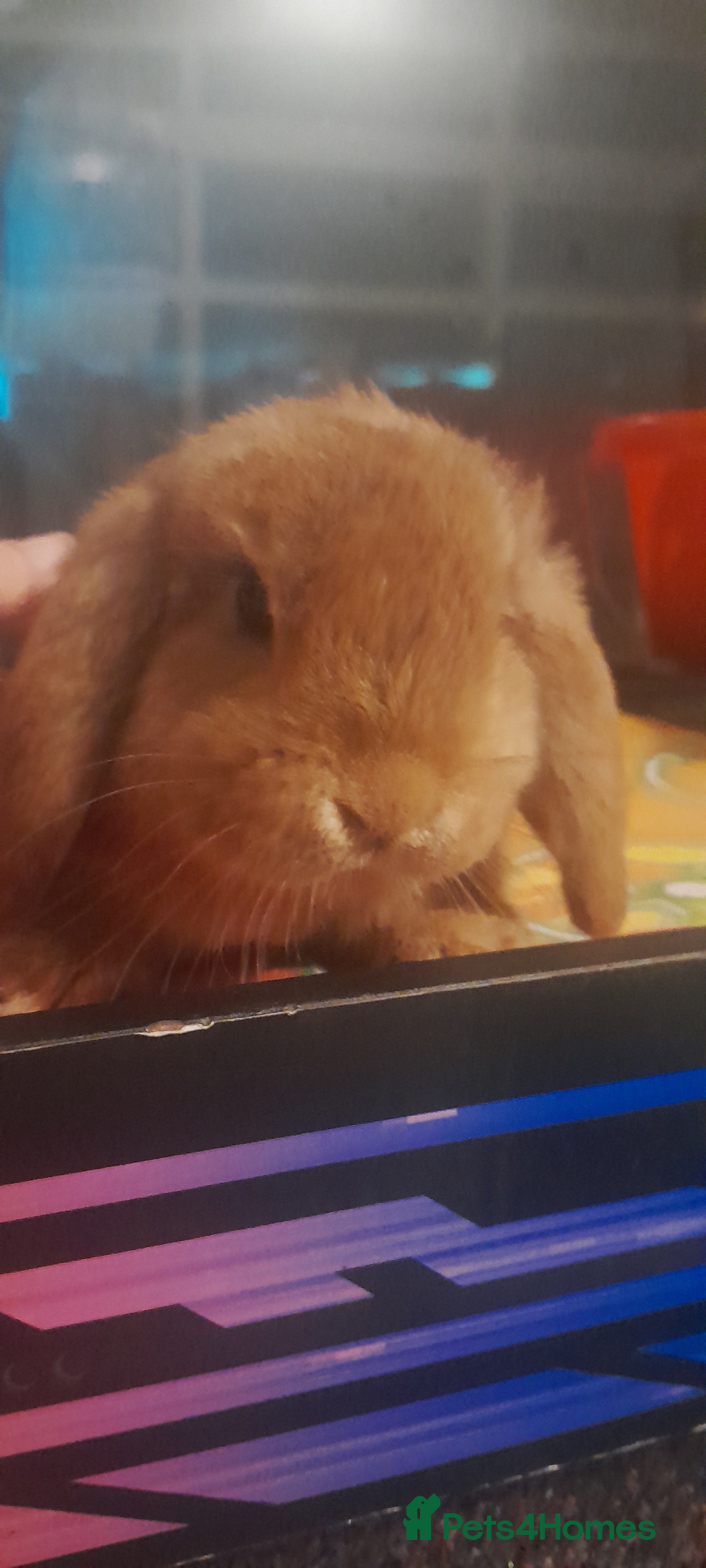 Mini Lop rabbits Mini lop doe - Advert 15