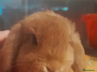 Mini Lop rabbits Mini lop doe - Advert 15