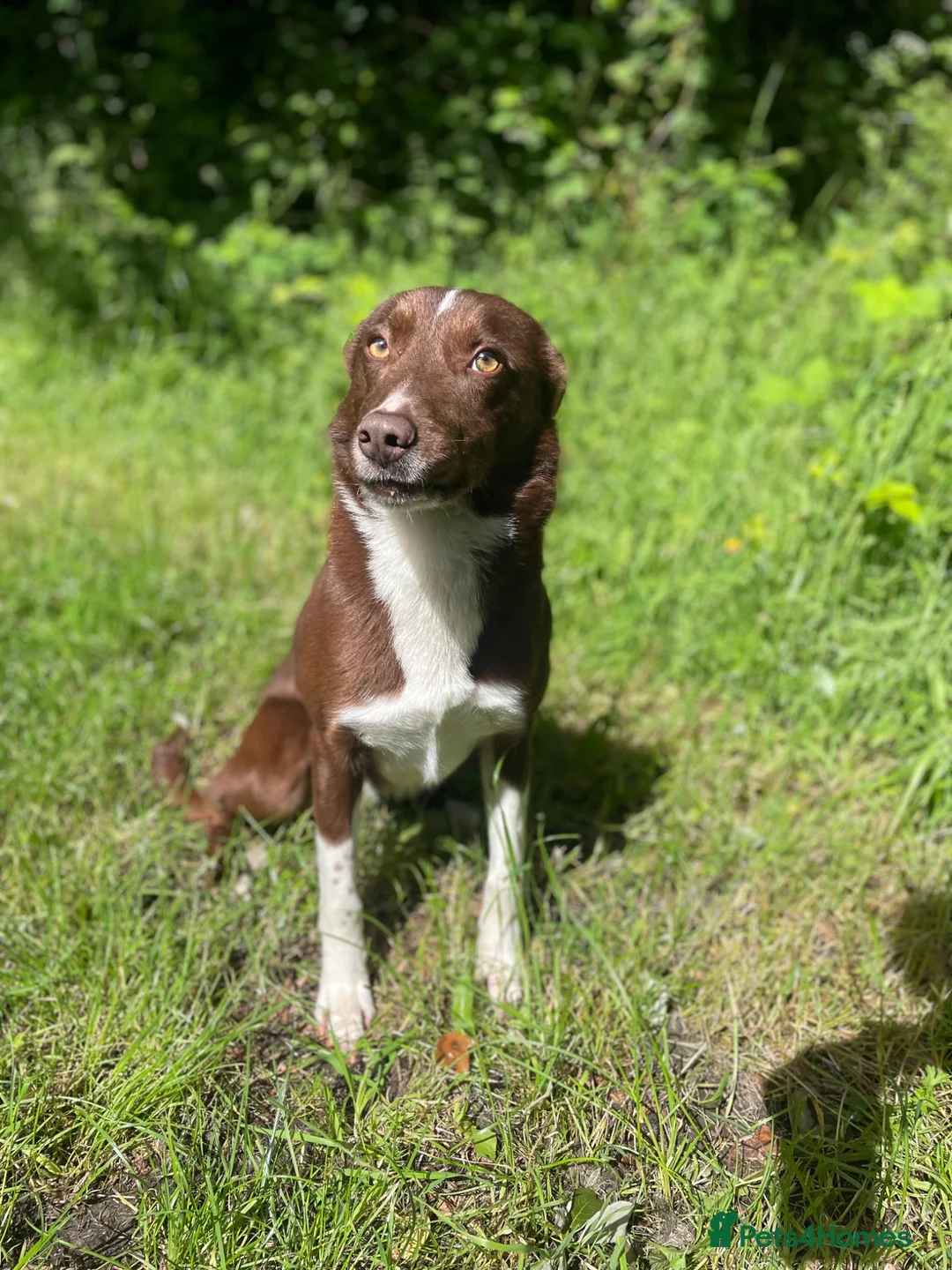Border Collie dogs for stud: OPEN TRIAL WINNER - Health tested and registered in Ivybridge - Advert 8
