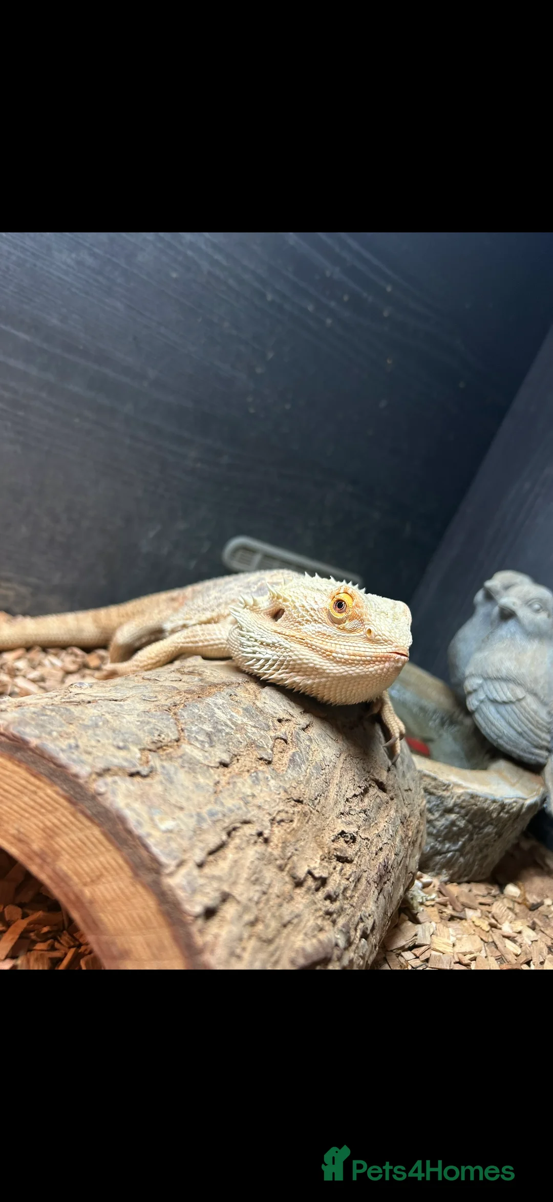 Bearded Dragon reptiles for sale: Lorraine the Bearded Dragon! - Advert 7