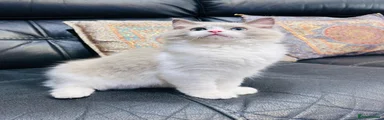 Ragdoll Kitten 2/ Bi-Colour 