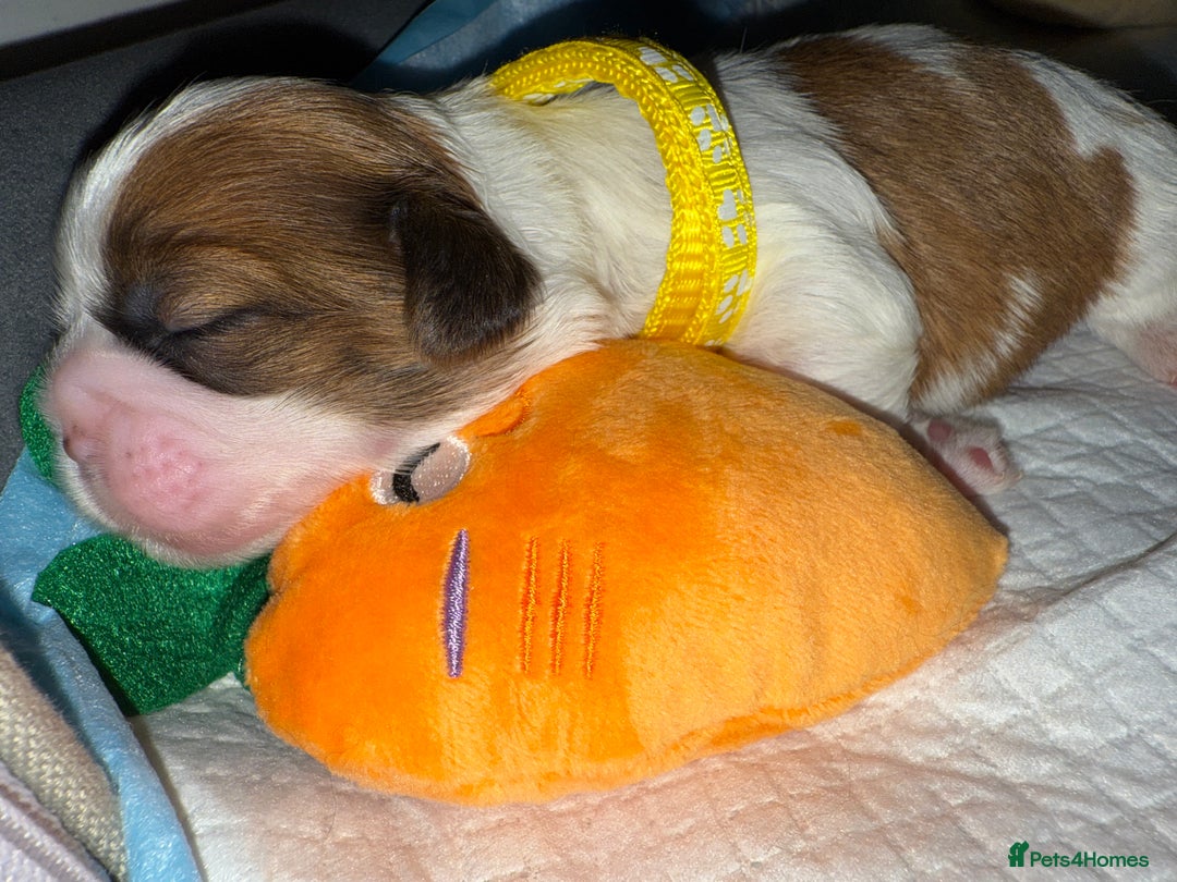 Shih Tzu dogs for sale: ShihTzu Newborn Puppies 💕Home-Raised & Well-Loved - Advert 32