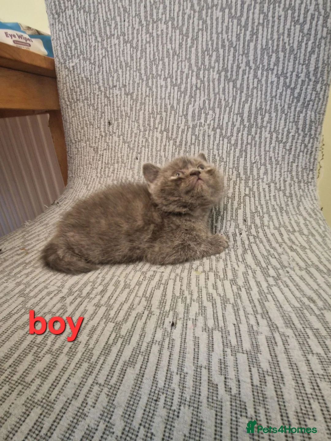 British Shorthair cats for sale: British shorthair kittens  in Crewe - Advert 12