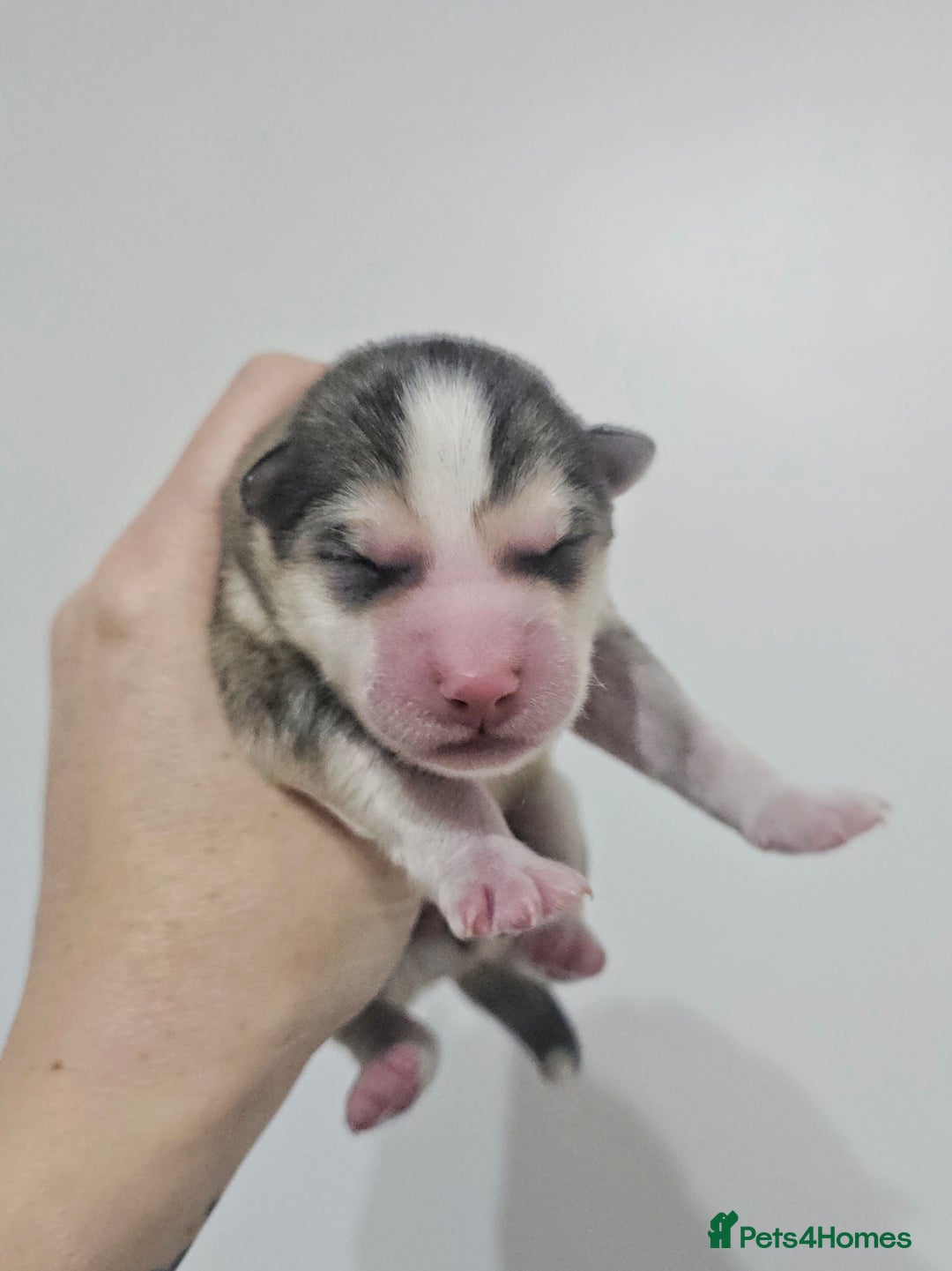 Alaskan Malamute dogs for sale: litter of chunky fluffy malamutes - Advert 8