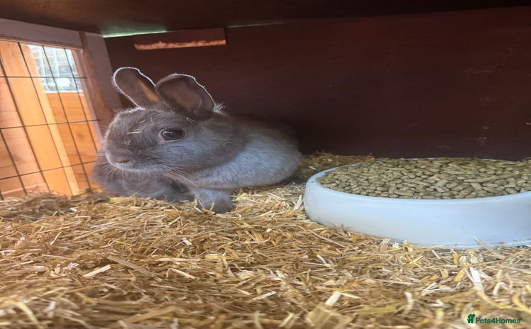 Netherland Dwarf rabbits - Advert 6