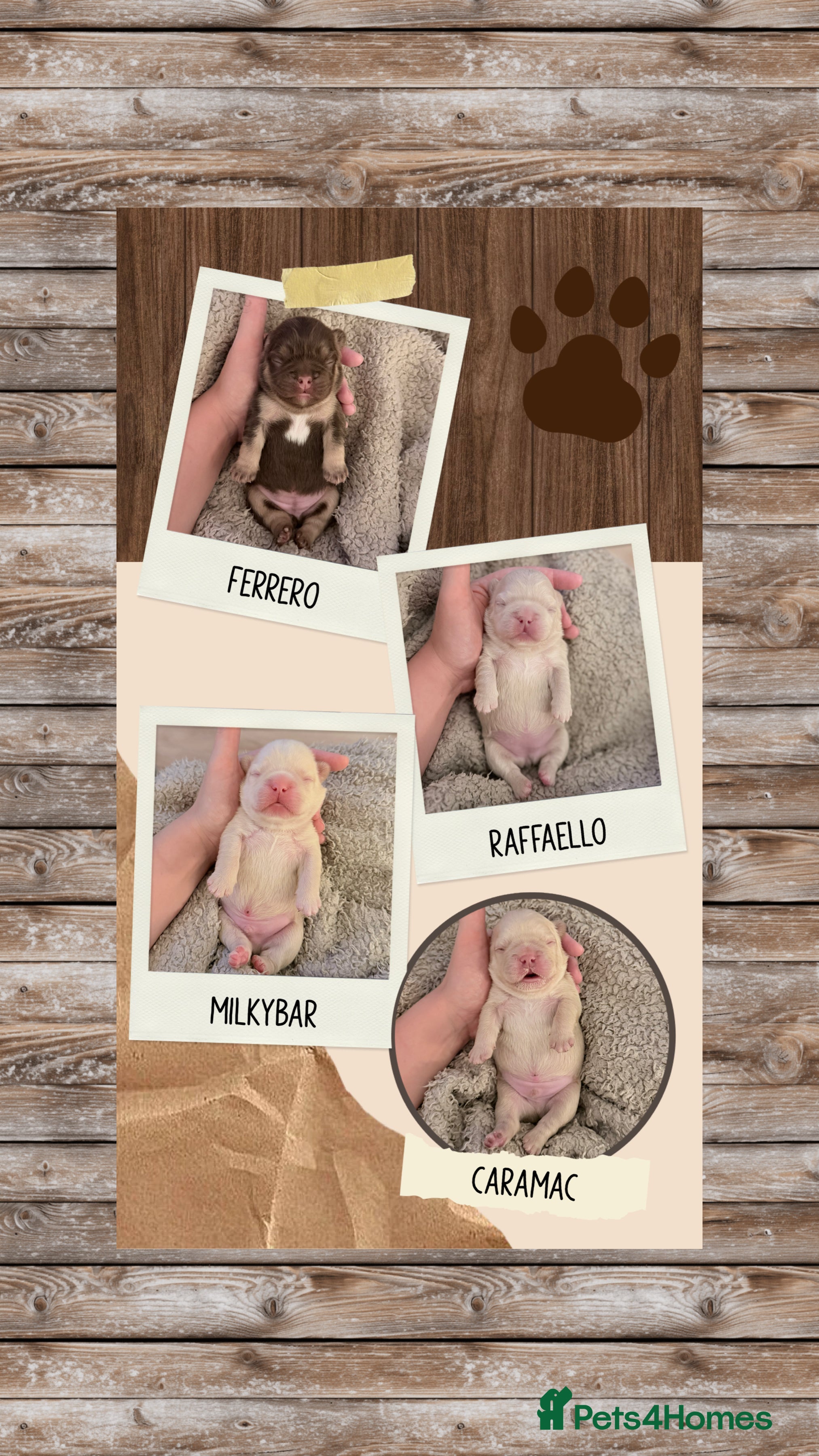 French Bulldog dogs French Bulldog Puppies 💥 - Advert 4