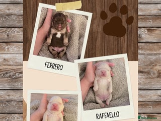 French Bulldog dogs French Bulldog Puppies 💥 - Advert 4