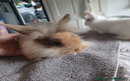 Mixed Breed rabbits for sale: Baby rabbits - Image 4