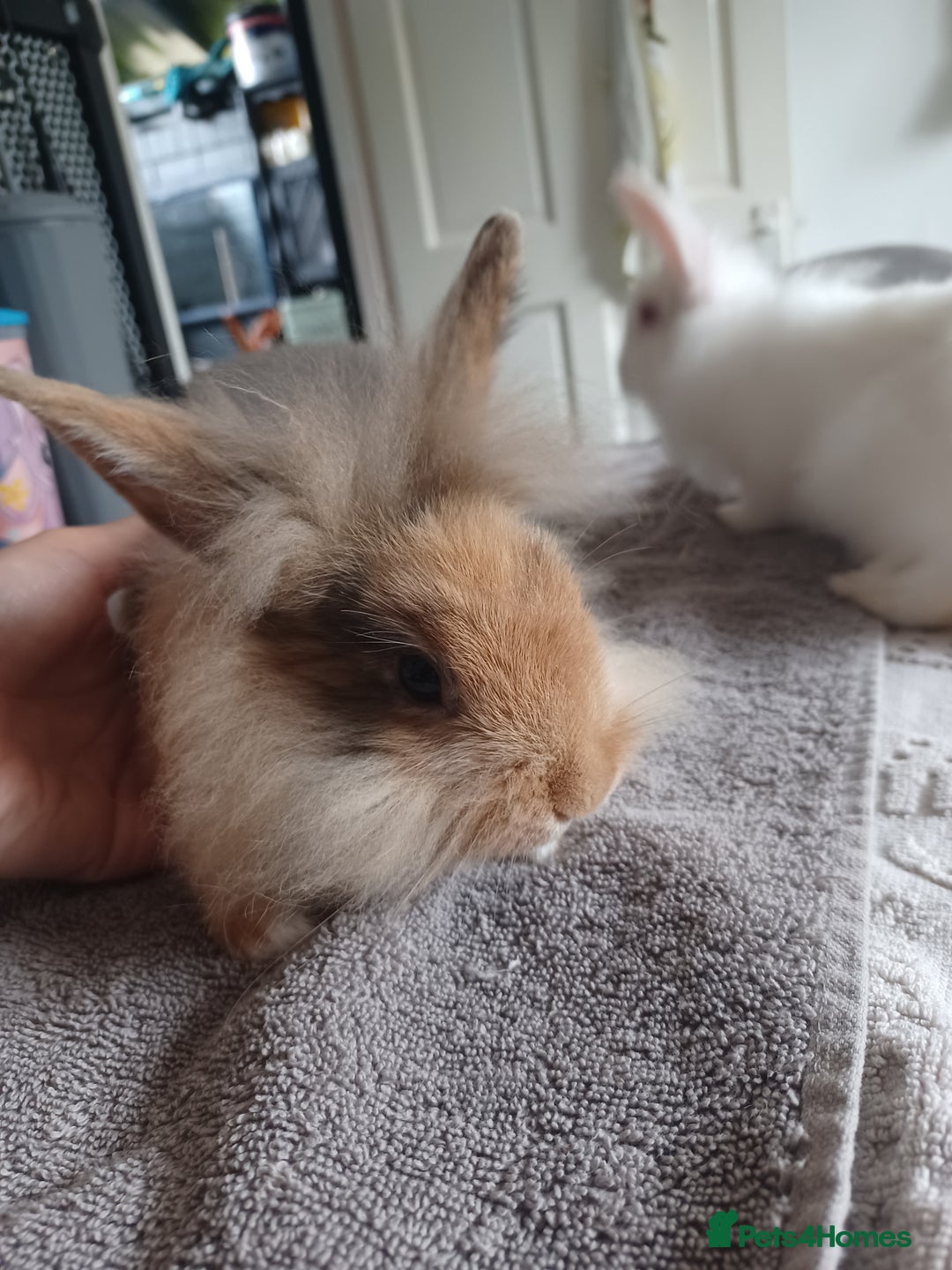 Mixed Breed rabbits for sale: Baby rabbits - Image 4