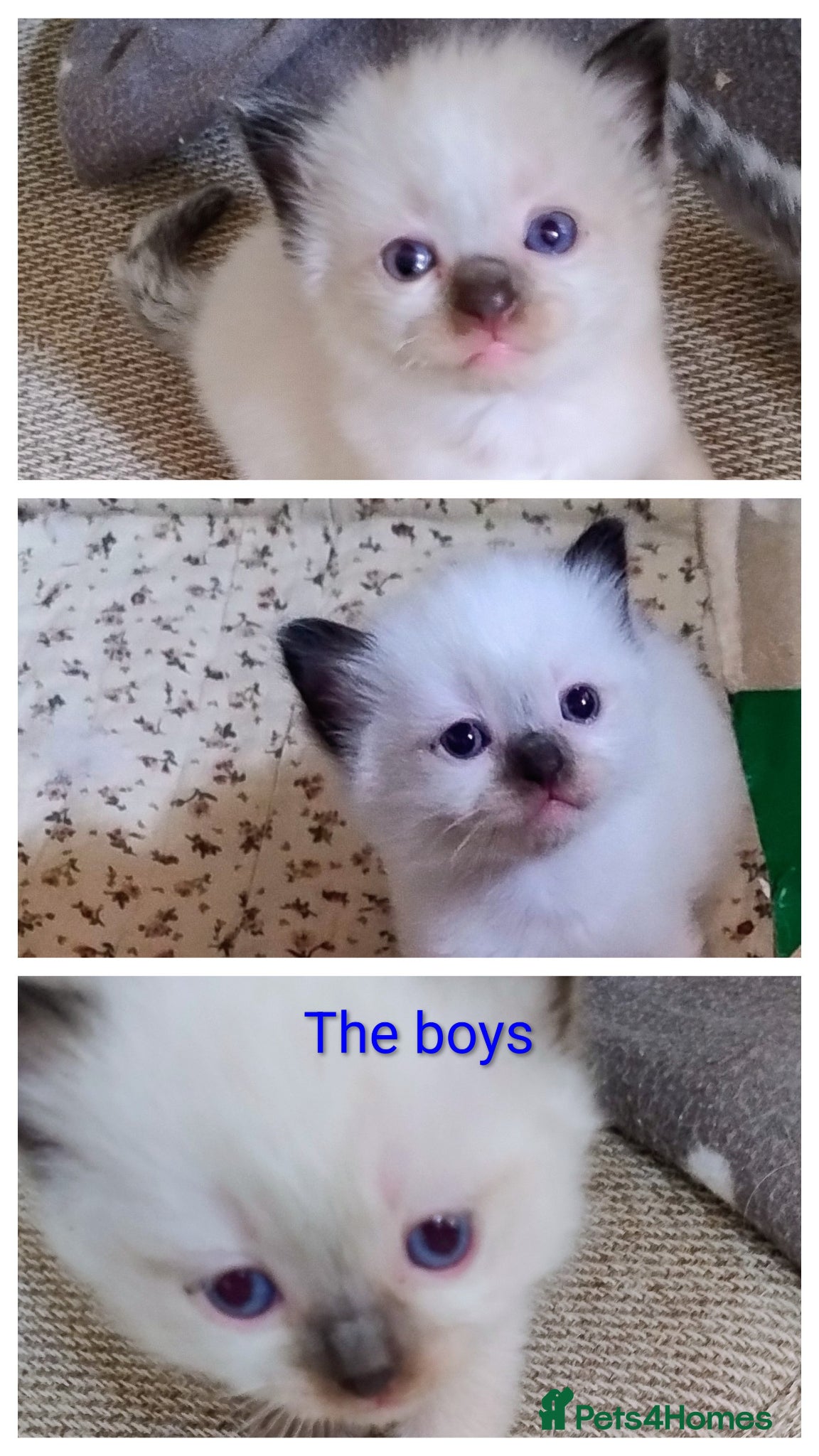 Ragdoll cats Pure bred Ragdolls need loving homes - Advert 2