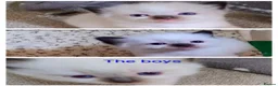 Ragdoll cats for sale: Pure bred Ragdolls need loving homes - Advert 12