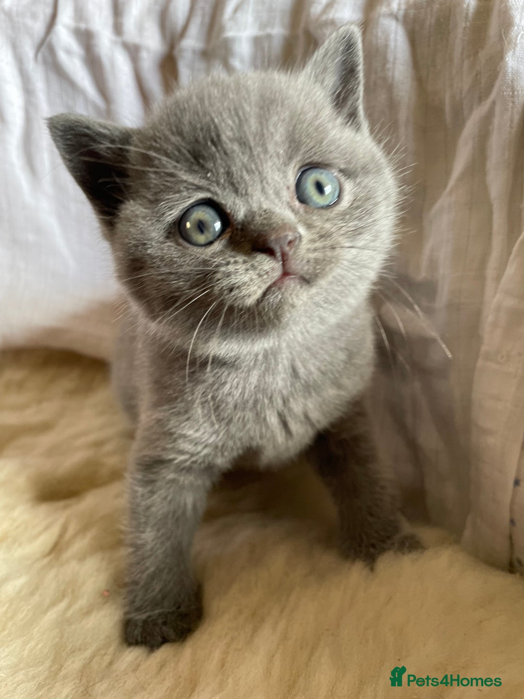 British Shorthair cats for sale: Female pure British shorthair kittens - Image 4