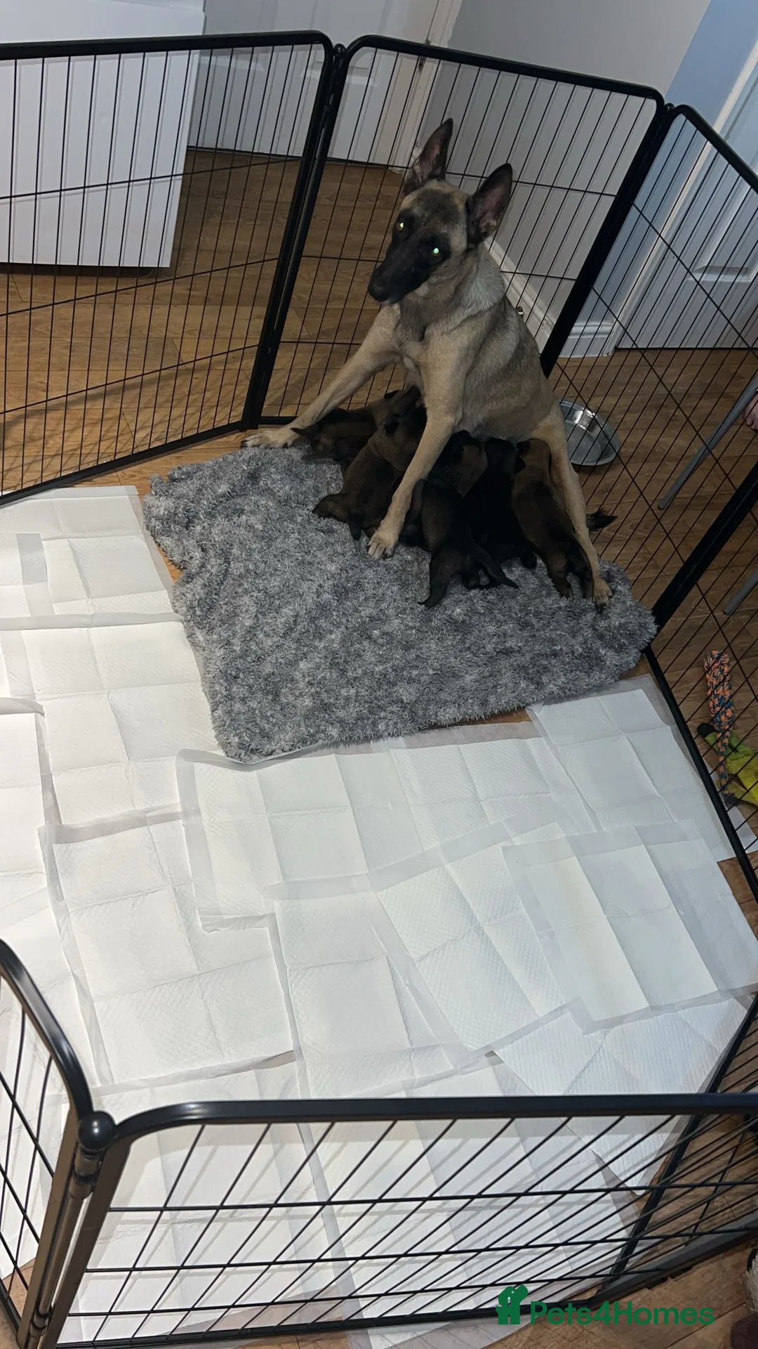 Belgian Shepherd Dog dogs for sale: Belgian Malinois puppys in Doncaster - Advert 13