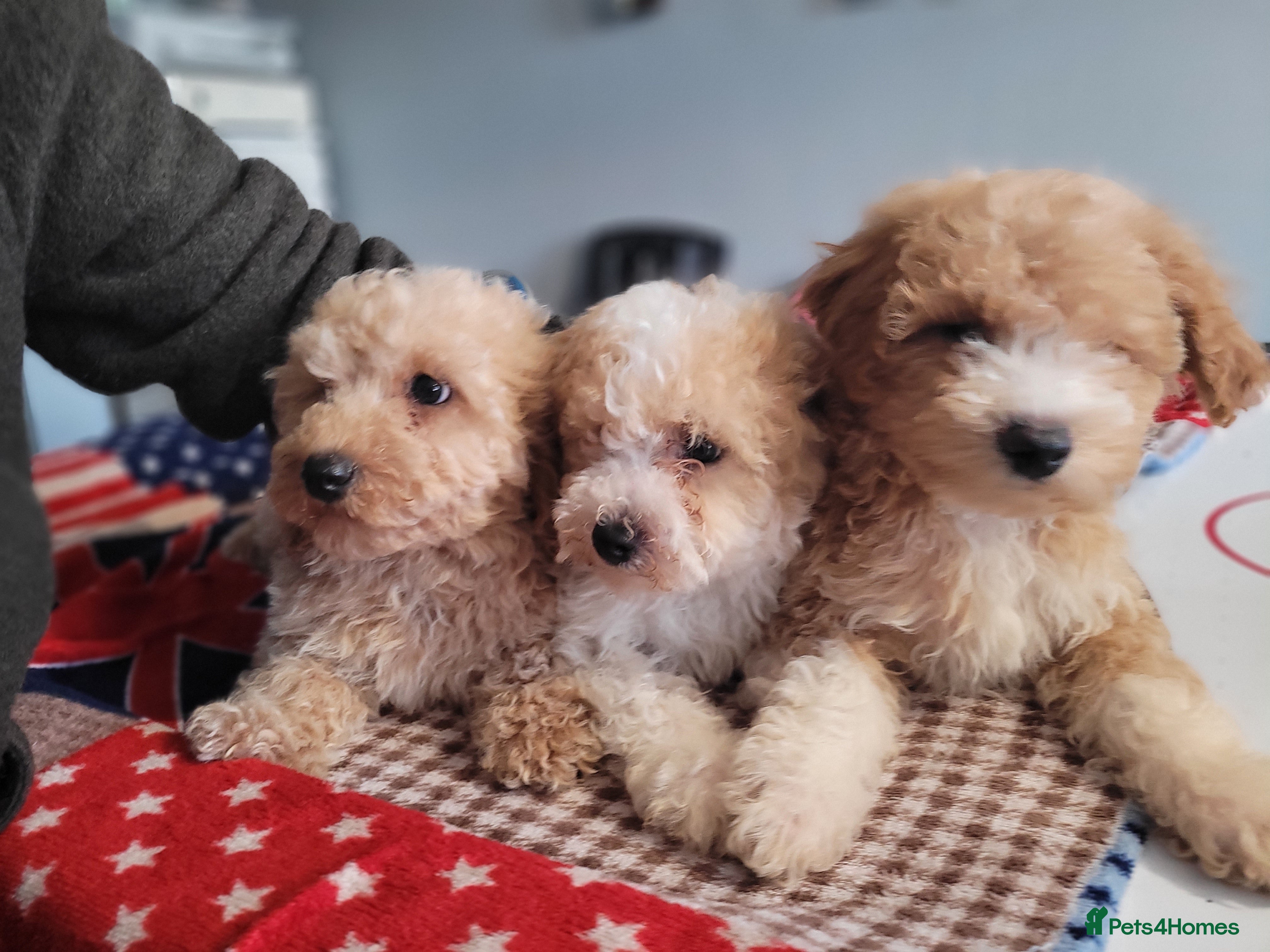 Poochon dogs Apricot F2 Poochon boys  - Advert 1