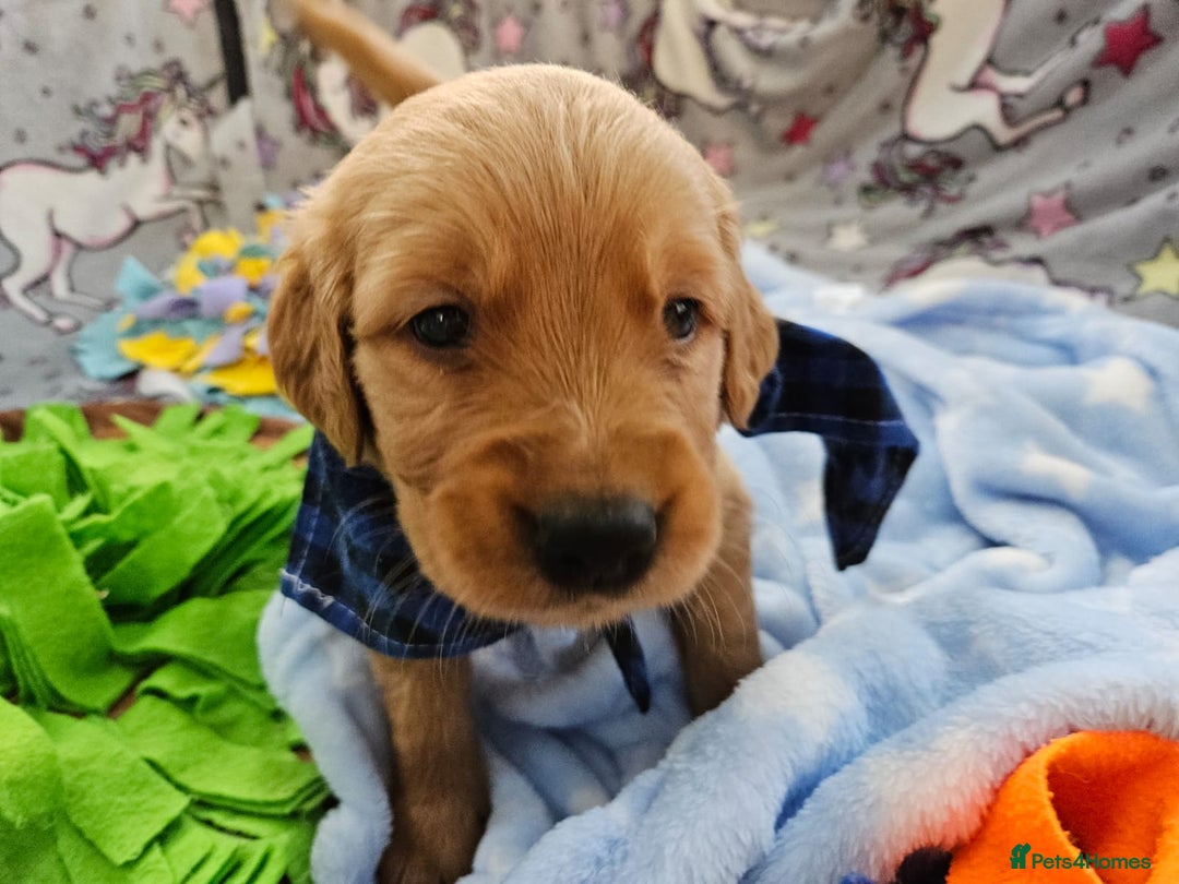 Golden Retriever dogs for sale: Astounding KC Registered Puppies  - Advert 11