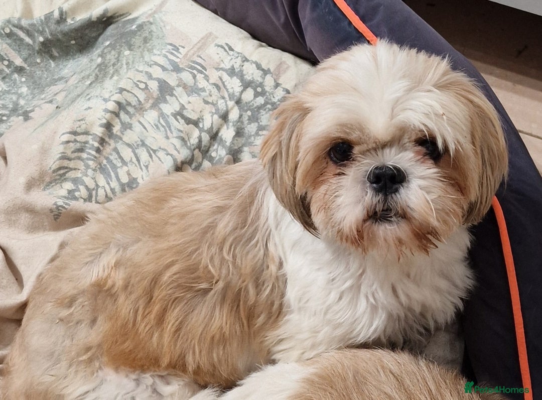 Shih Tzu dogs for sale:  2 lovely girls Shih Tzu Puppies!  - Advert 19