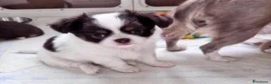 Chihuahua 1