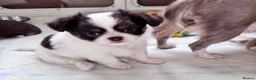 Chihuahua dogs for sale: chocolate tri long coat chihuahua puppies  - Advert 37