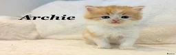 Persian cats for sale: Six absolutely stunning Persian Kittens - Advert 13