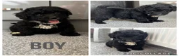Yorkiepoo dogs for sale: 5 stunning yorkiepoo puppies  in Cambridge - Advert 7