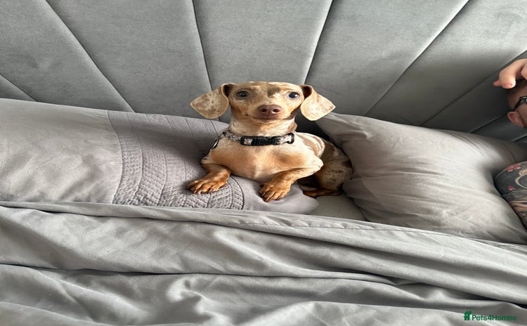 Miniature Dachshund dogs - Advert 11