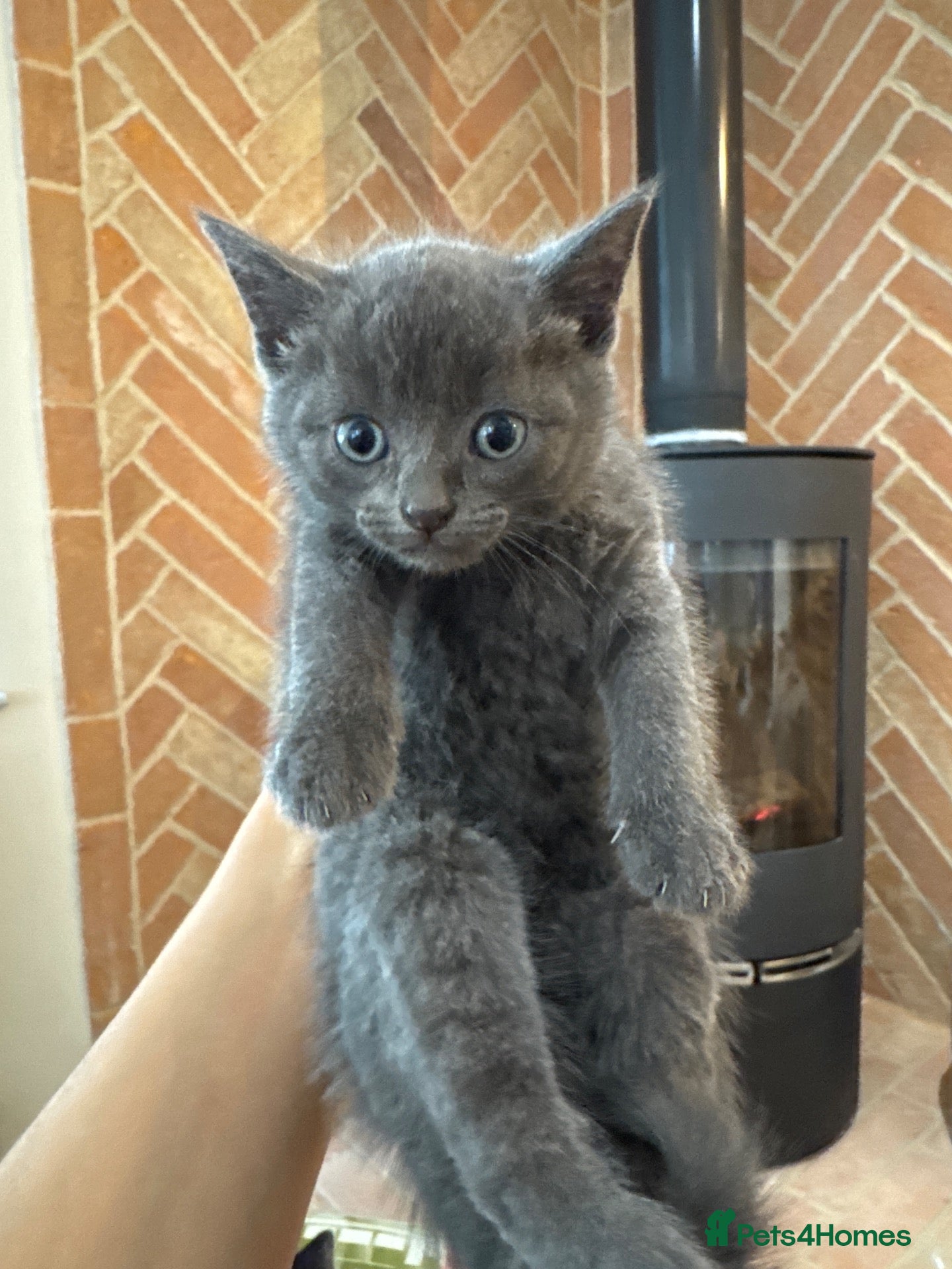British Shorthair cats Little furry looking for a new forever home - Advert 7