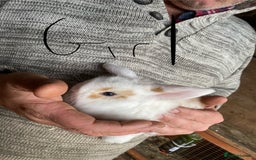 Mini Lop rabbits for sale: 2 beautiful baby girl bunnies  - Image 3