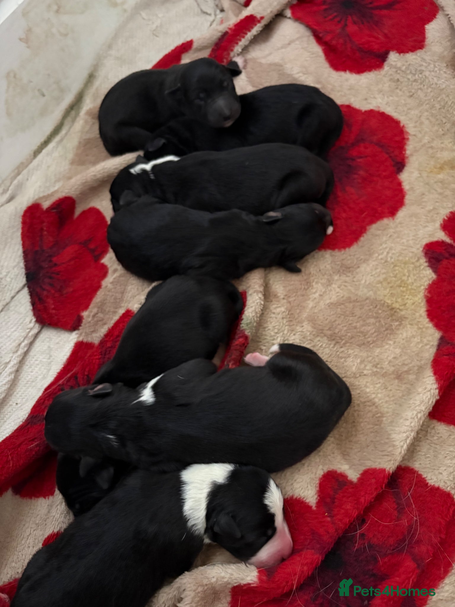 Mixed Breed dogs Collie x Kelpie puppies available! - Advert 13